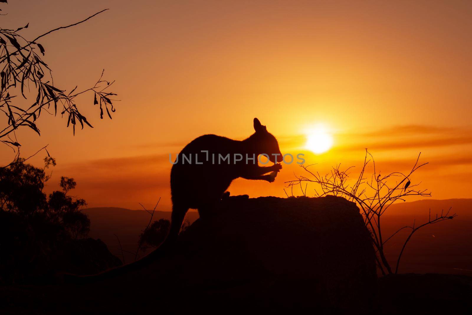 Silhouette of a kangaroo on a rock with a beautiful sunset in the background. The animal looks towards the camera. This picture was taken on a hill. Queensland by bettercallcurry