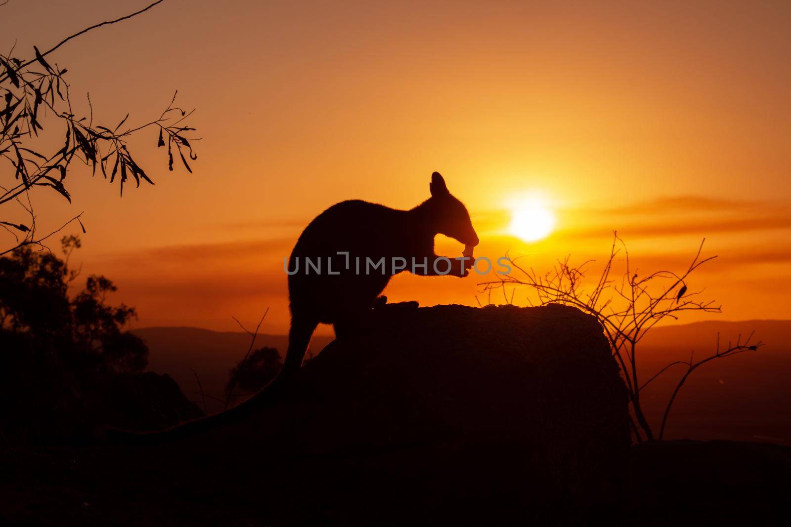 Silhouette of a kangaroo on a rock with a beautiful sunset in the background. The animal looks towards the camera. This picture was taken on a hill. Queensland, Australia