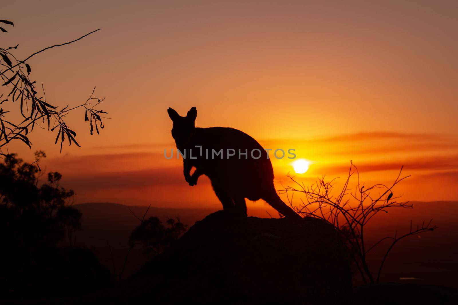 Silhouette of a kangaroo on a rock with a beautiful sunset in the background. The animal looks towards the camera. This picture was taken on a hill. Queensland by bettercallcurry