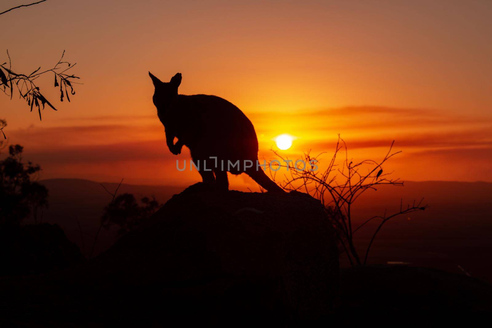 Silhouette of a kangaroo on a rock with a beautiful sunset in the background. The animal looks towards the camera. This picture was taken on a hill. Queensland by bettercallcurry