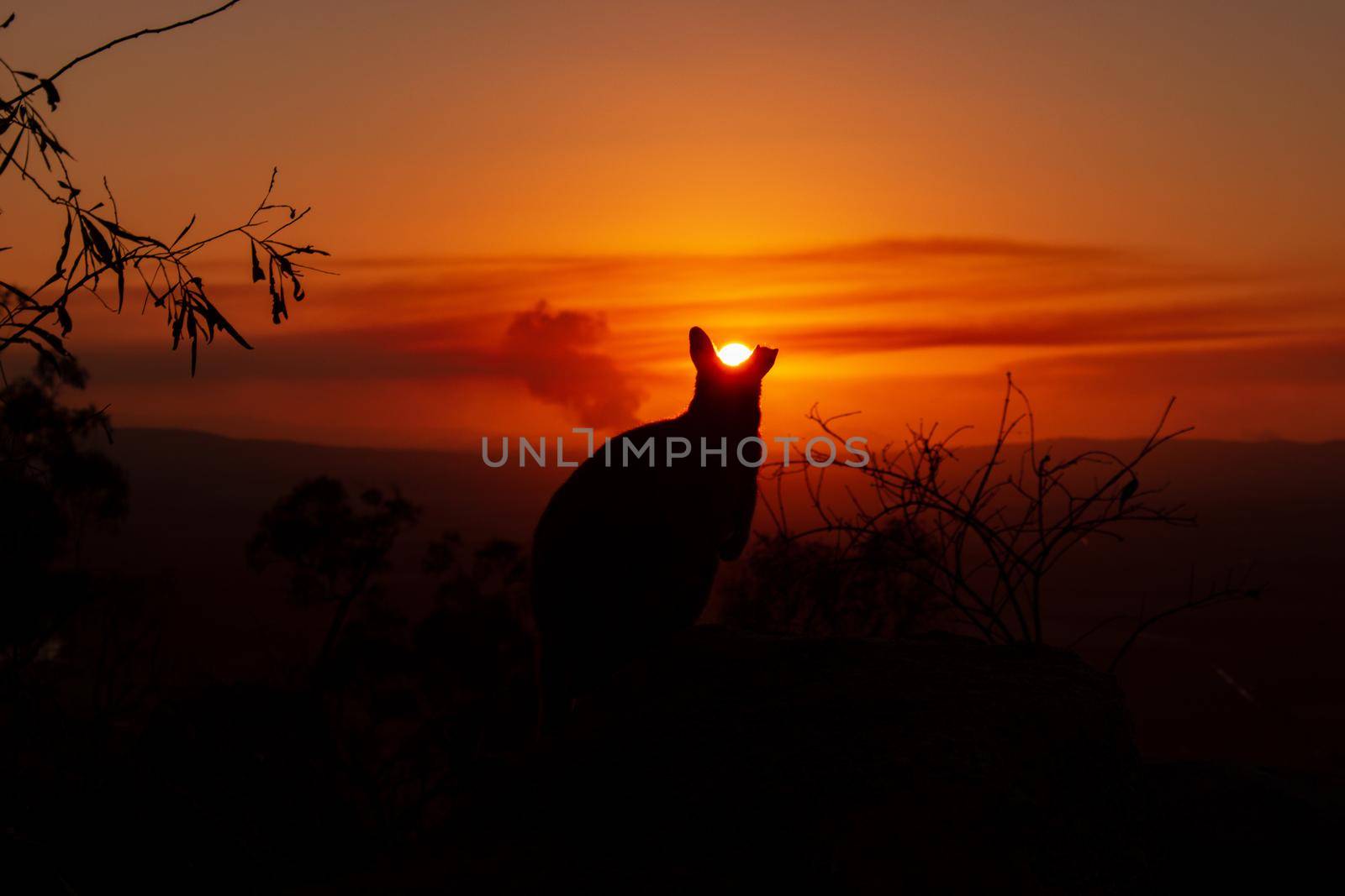 Silhouette of a kangaroo on a rock with a beautiful sunset in the background. The animal looks towards the camera. This picture was taken on a hill. Queensland, Australia