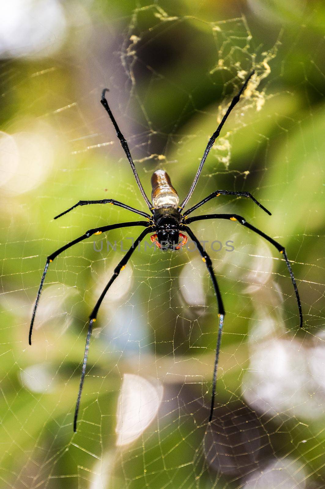 A large northern golden orb weaver or giant golden orb weaver spider Nephila pilipes typically found in Asia and Australia, lichtfield national park by bettercallcurry