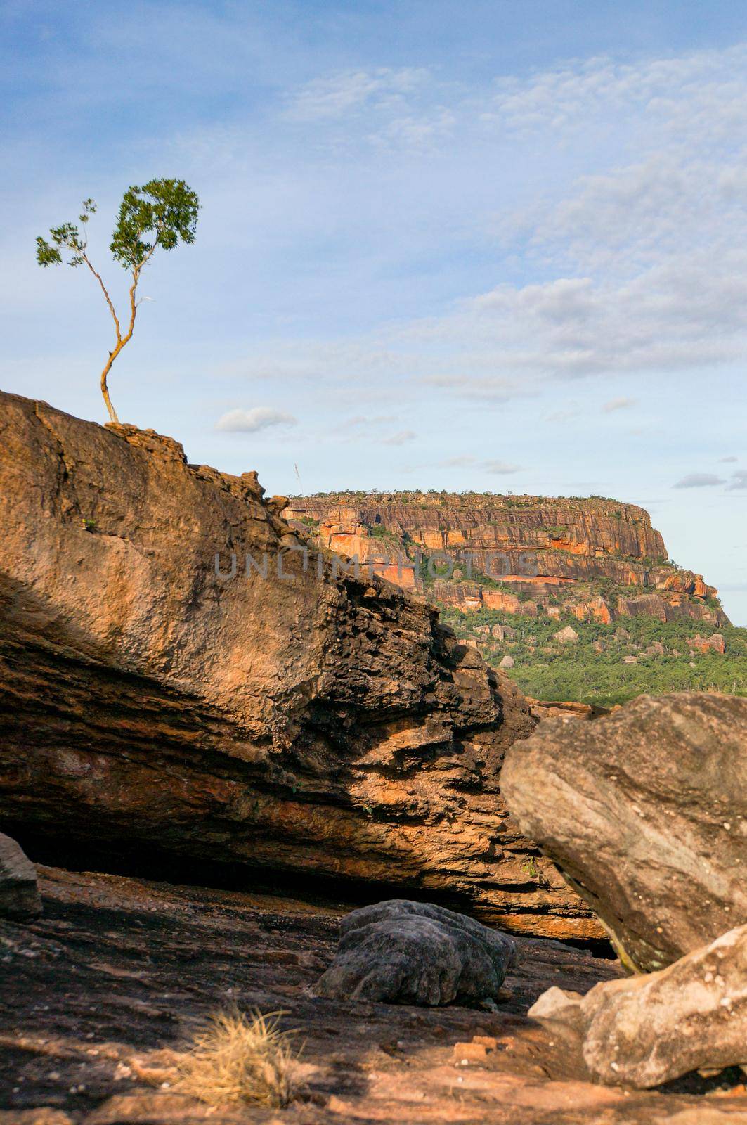 beautiful lonley tree at the Nadab Lookout in ubirr, kakadu national park - australia by bettercallcurry
