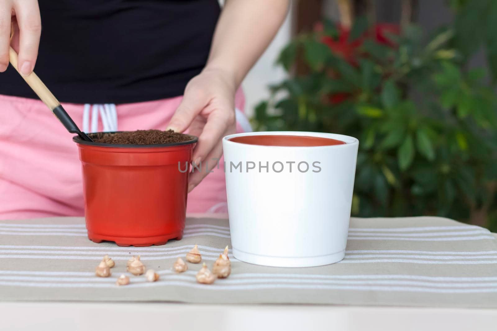 The girl plants flower bulbs in the ground in a pot. Plant flowers. Grows at home. Potted flowers. 