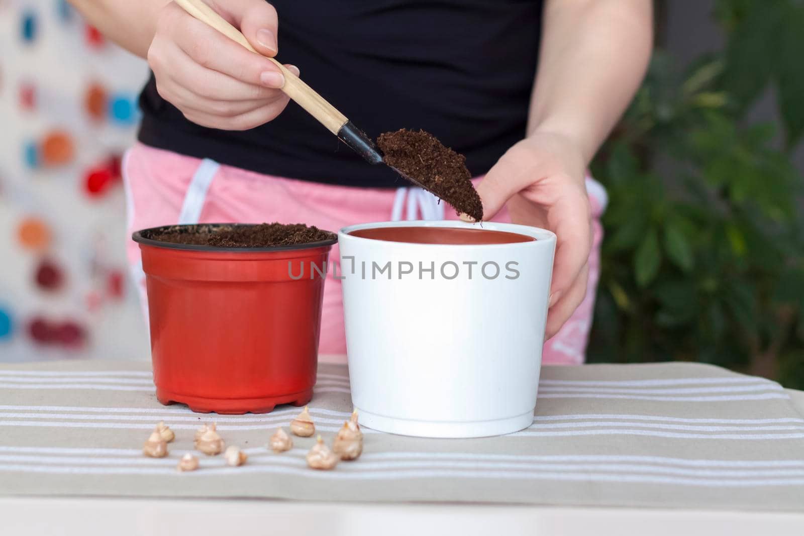 The girl plants flower bulbs in the ground in a pot. Plant flowers. Grows at home. Potted flowers. 