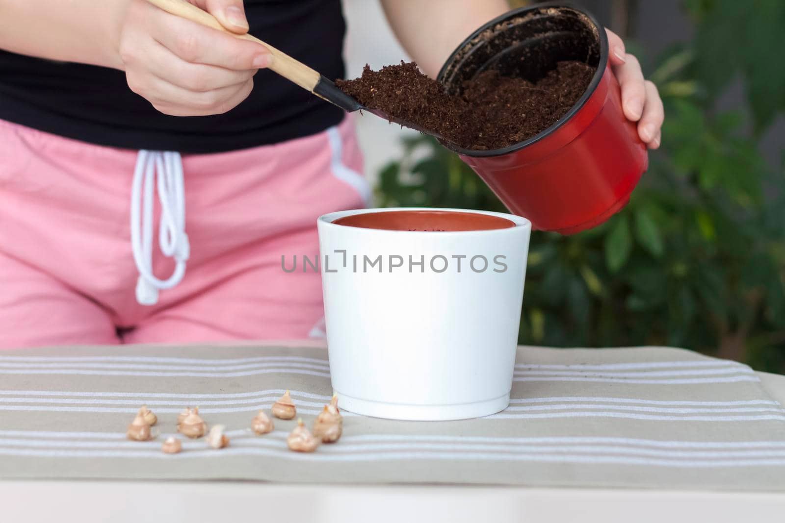 The girl plants flower bulbs in the ground in a pot. Plant flowers. Grows at home. Potted flowers.