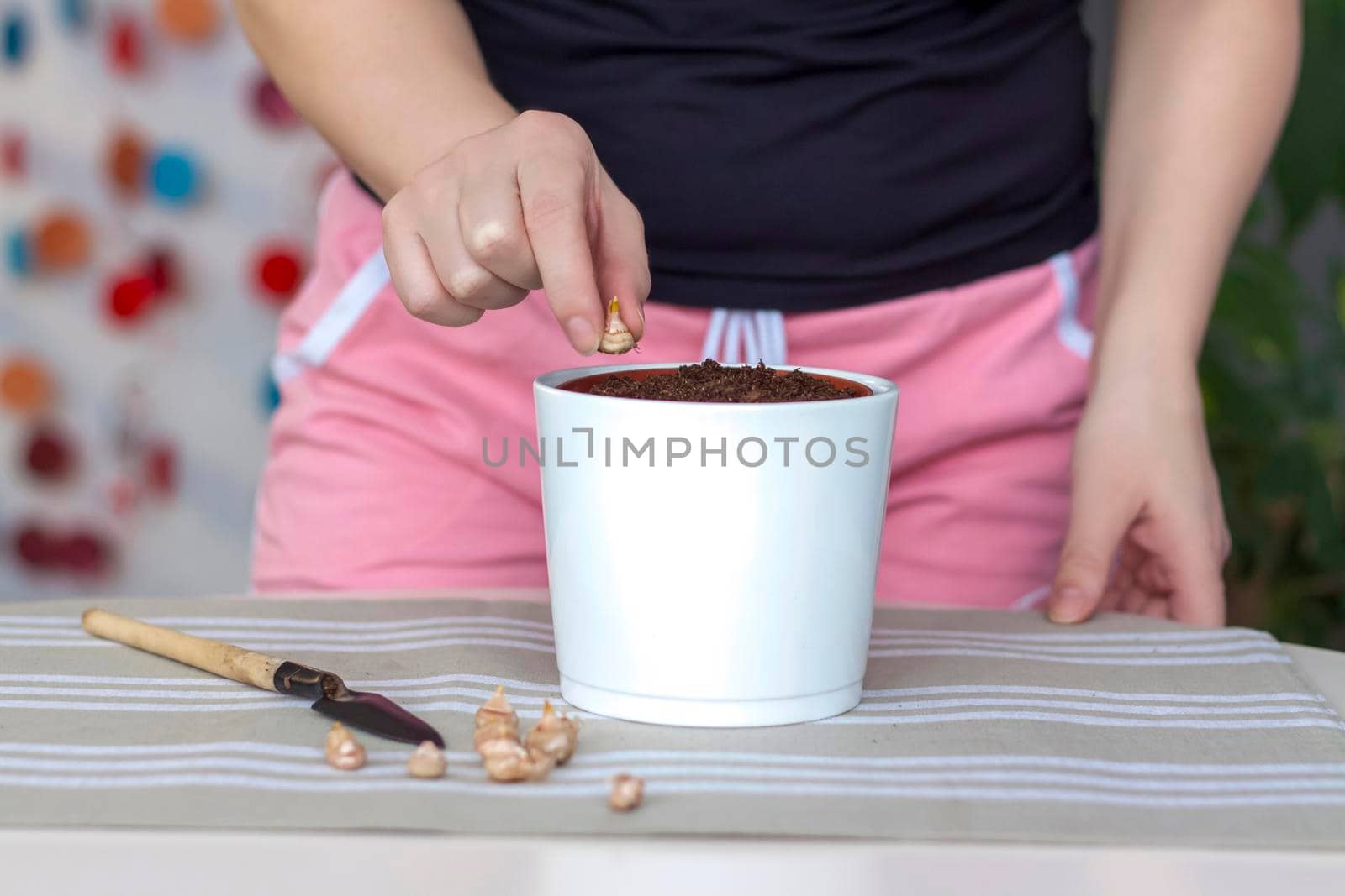 The girl plants flower bulbs in the ground in a pot. Plant flowers. Grows at home. Potted flowers