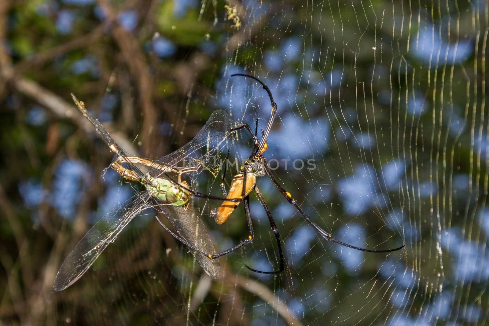 A large northern golden orb weaver or giant golden orb weaver spider is eating his prey. Nephila pilipes typically found in Asia and Australia, kakadu national park by bettercallcurry