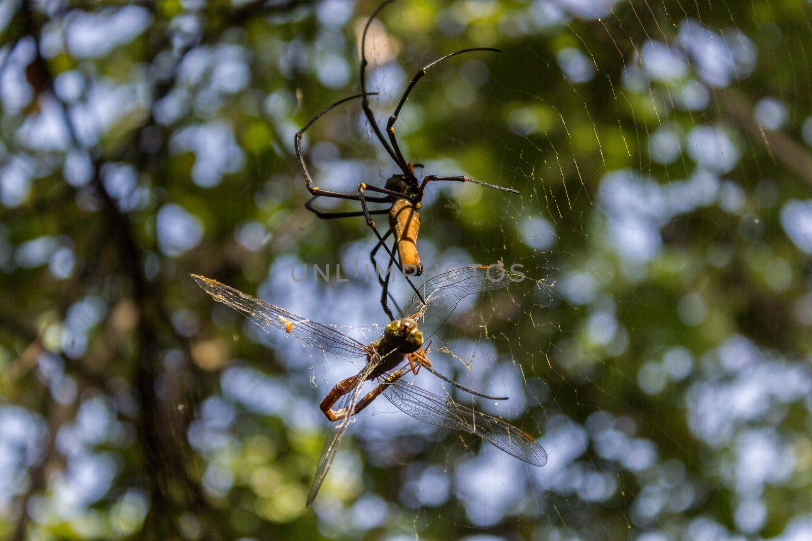 A large northern golden orb weaver or giant golden orb weaver spider is eating his prey. Nephila pilipes typically found in Asia and Australia, kakadu national park by bettercallcurry