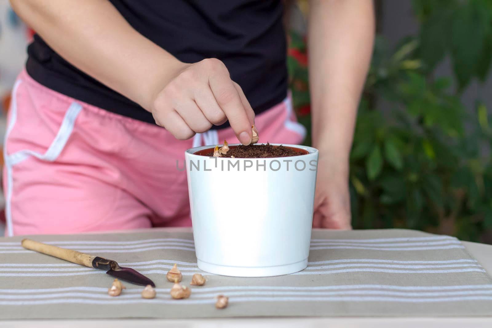 The girl plants flower bulbs in the ground in a pot. Plant flowers. Grows at home. Potted flowers. 