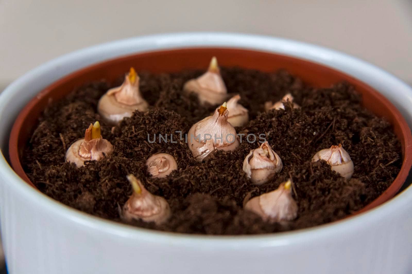 Freshly planted flower bulbs in the ground in a pot. Growing at home. Potted flowers.