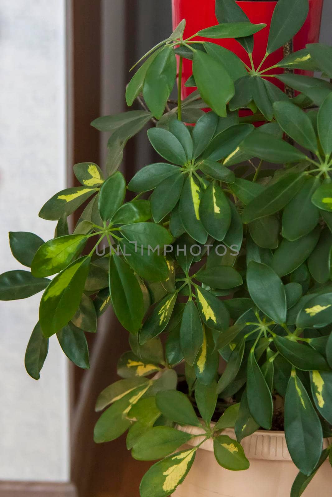 A home-made pot of flowers. Dense green foliage. Potted flowers. Home decor.