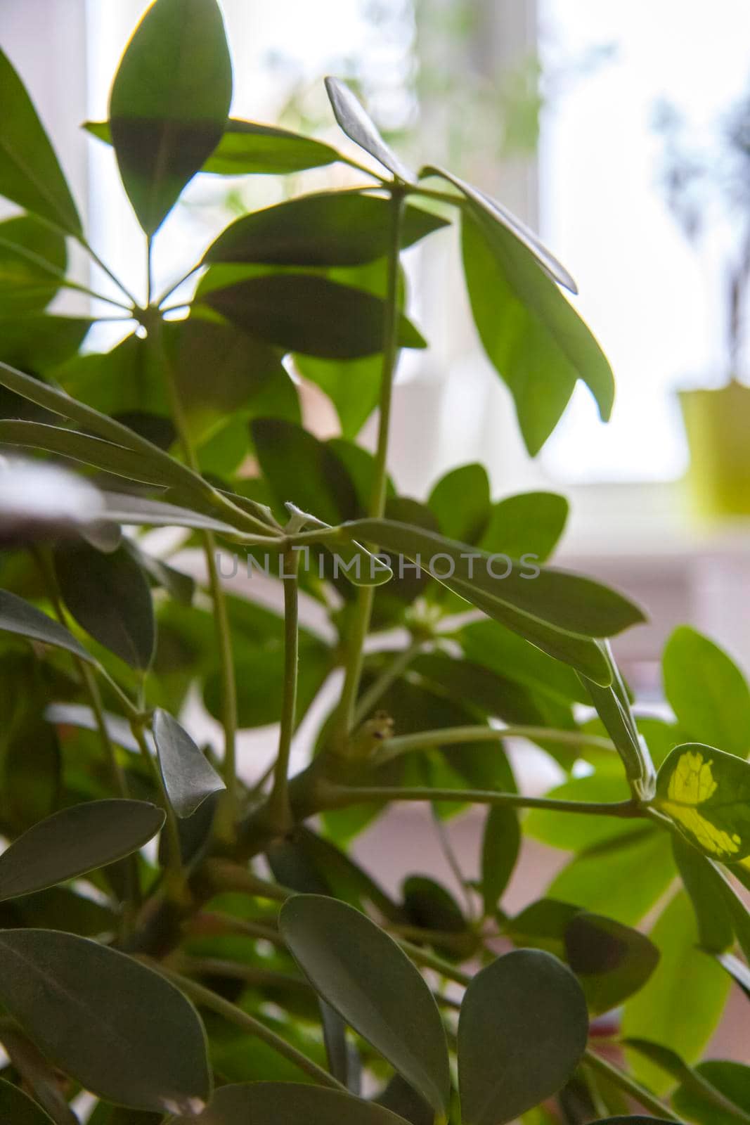 A home-made pot of flowers. Green foliage. Potted flowers. Home decor.