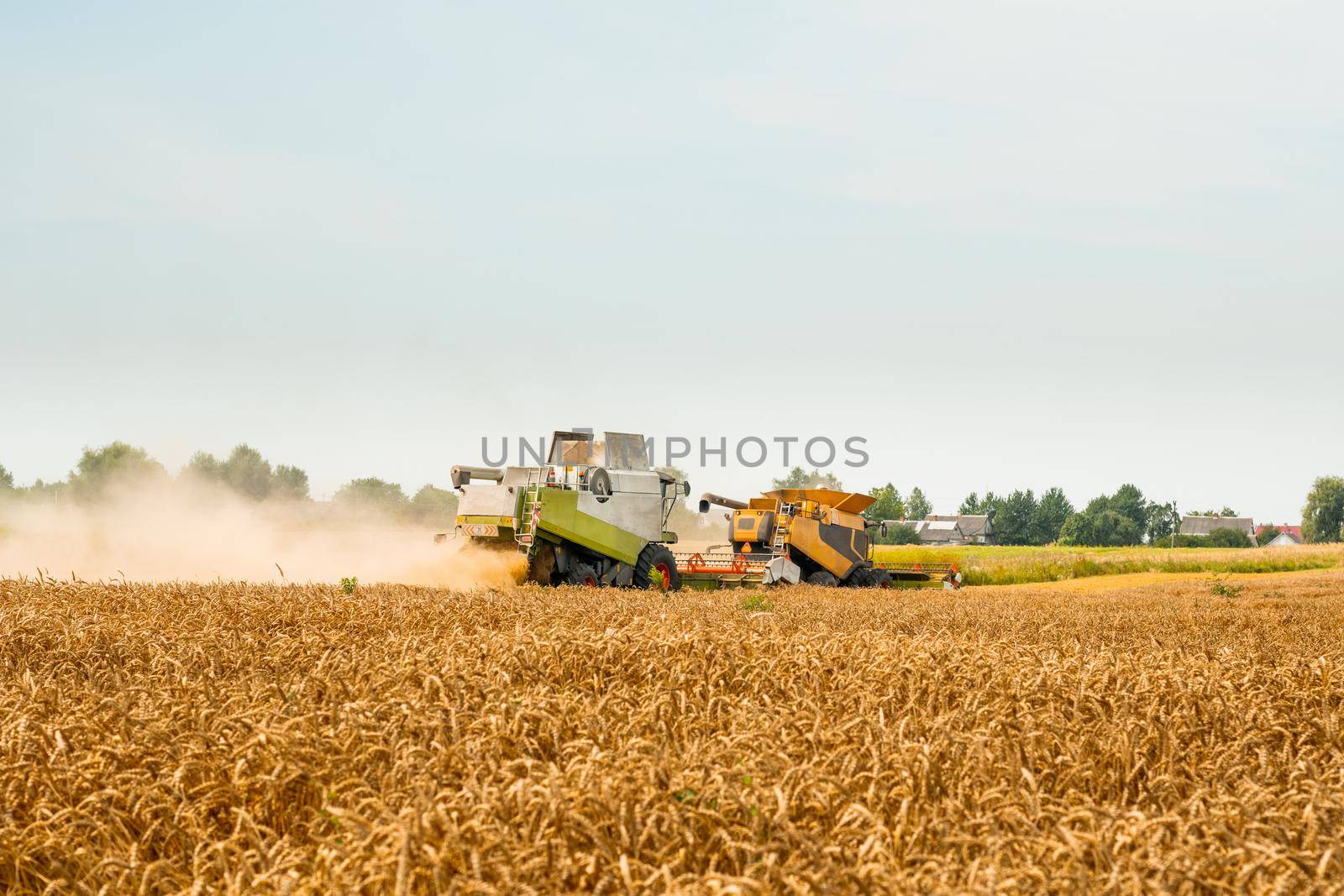 Two modern combine harvesters with grain header, wide chaff spreader cut and threshes ripe wheat grain . Wheat harvesting on field in summer season. Process of gathering crop by agricultural machinery