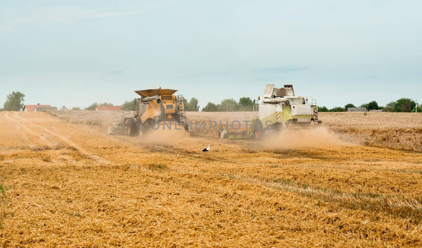 Two modern combine harvesters with grain header, wide chaff spreader cut and threshes ripe wheat grain . Wheat harvesting on field in summer season. Process of gathering crop by agricultural machinery