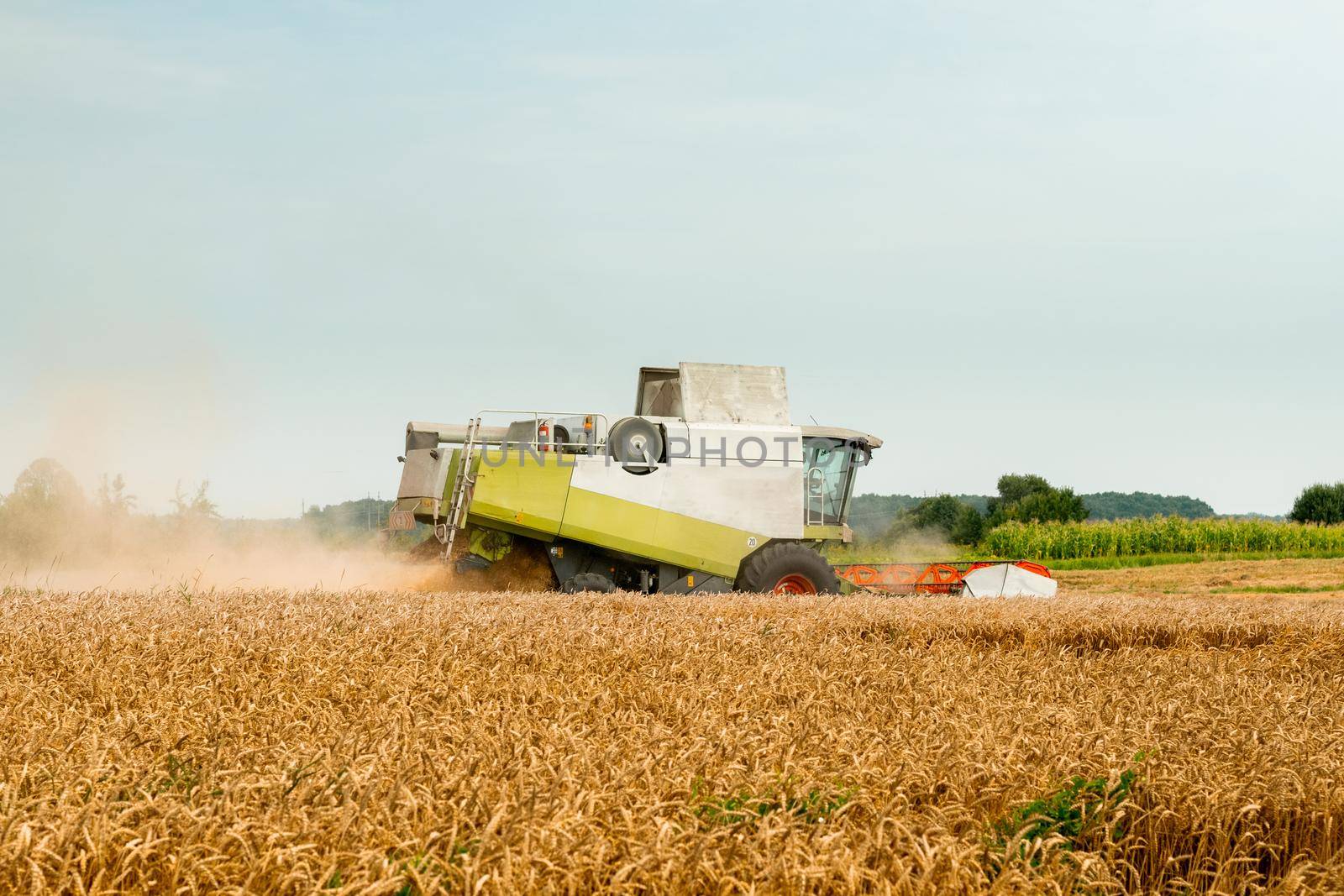 Combine harvesters with grain header, wide chaff spreader reaping cereal ears. Rotary straw walker cut and threshes ripe wheat grain. Gathering crop by agricultural machinery on field on summer season