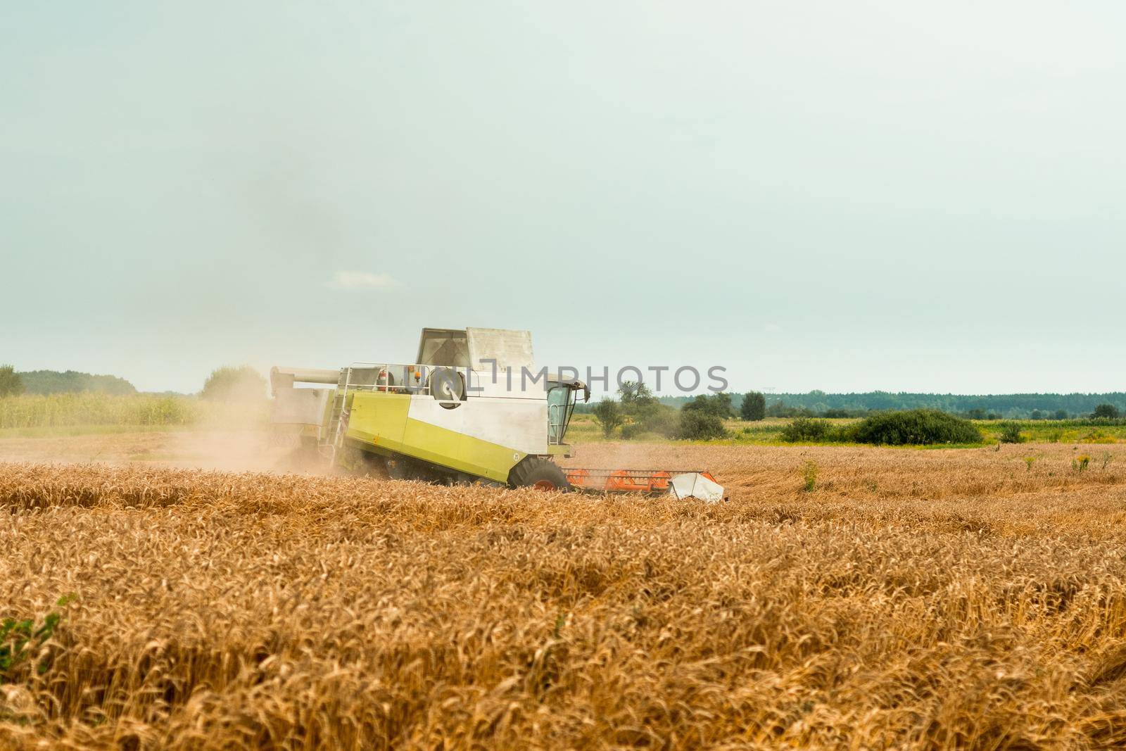 Combine harvesters with grain header, wide chaff spreader reaping cereal ears. Rotary straw walker cut and threshes ripe wheat grain. Gathering crop by agricultural machinery on field on summer season