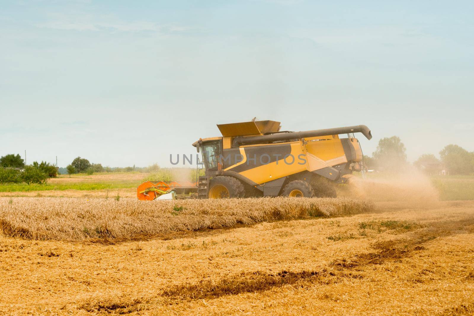 Wide chaff spreading by combine harvester with rotor separation. Wheat harvesting on field in summer season. Process of gathering crop by agricultural machinery: cuts and threshes ripe wheat grain