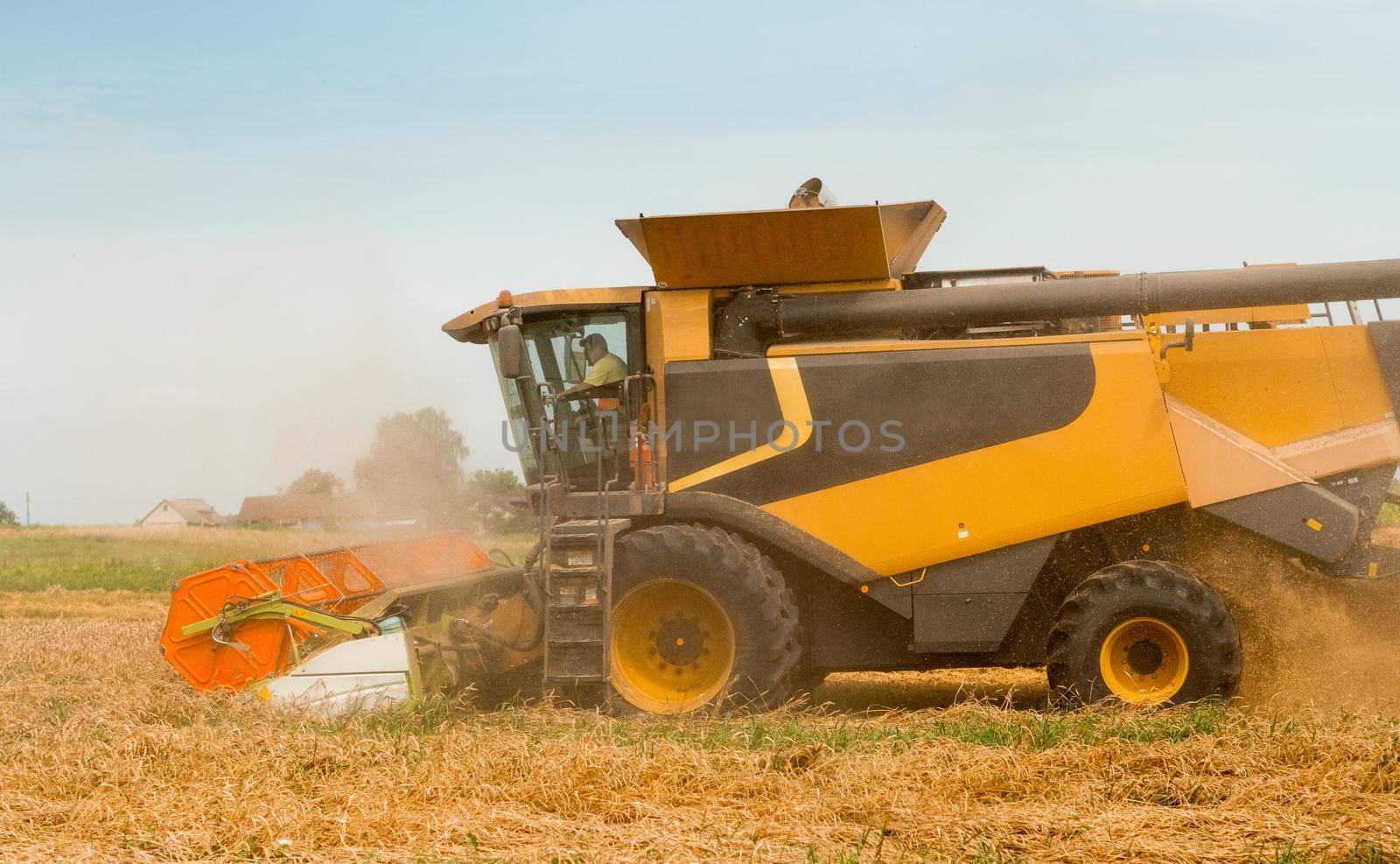 Man in combine harvesters with grain header, wide chaff spreader reaping cereal ears. Rotary straw walker cut and threshes ripe wheat grain. Gathering crop by agricultural machinery on field in summer