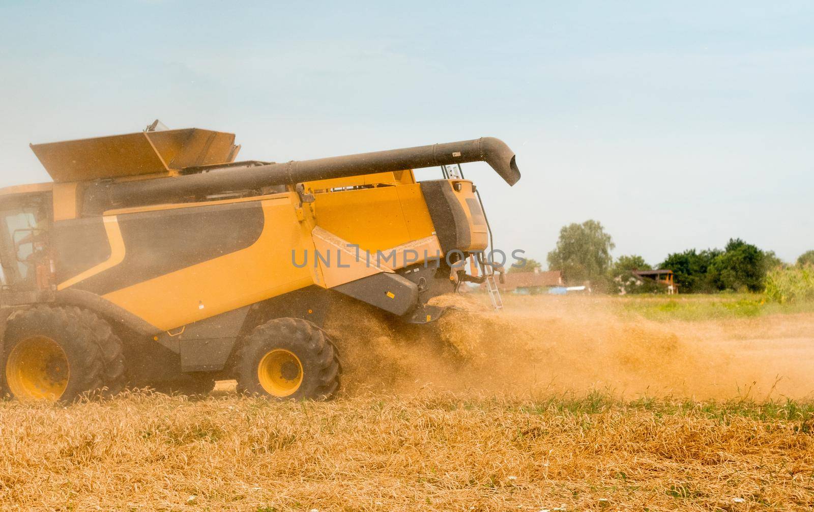 Wide chaff spreading by combine harvester with rotor separation. Wheat harvesting on field in summer season. Process of gathering crop by agricultural machinery: cuts and threshes ripe wheat grain