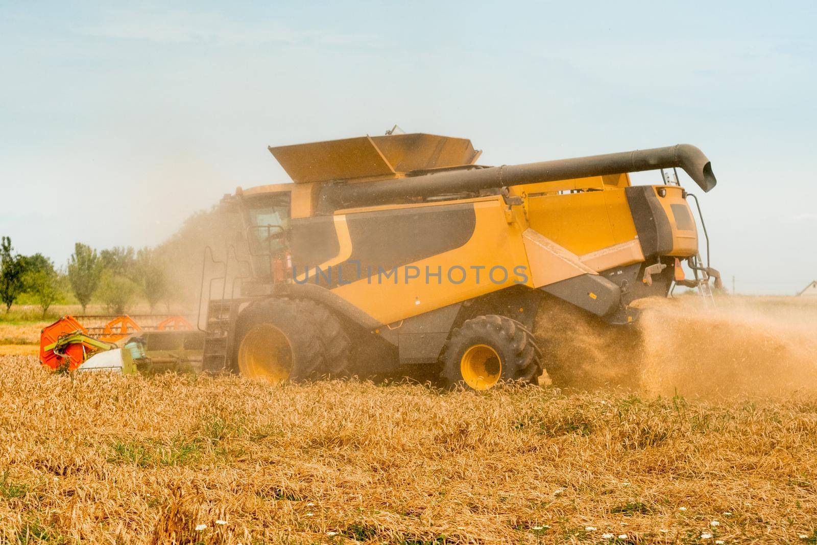 Combine harvesters with grain header, wide chaff spreader reaping cereal ears. Rotary straw walker cut and threshes ripe wheat grain. Gathering crop by agricultural machinery on field on summer season