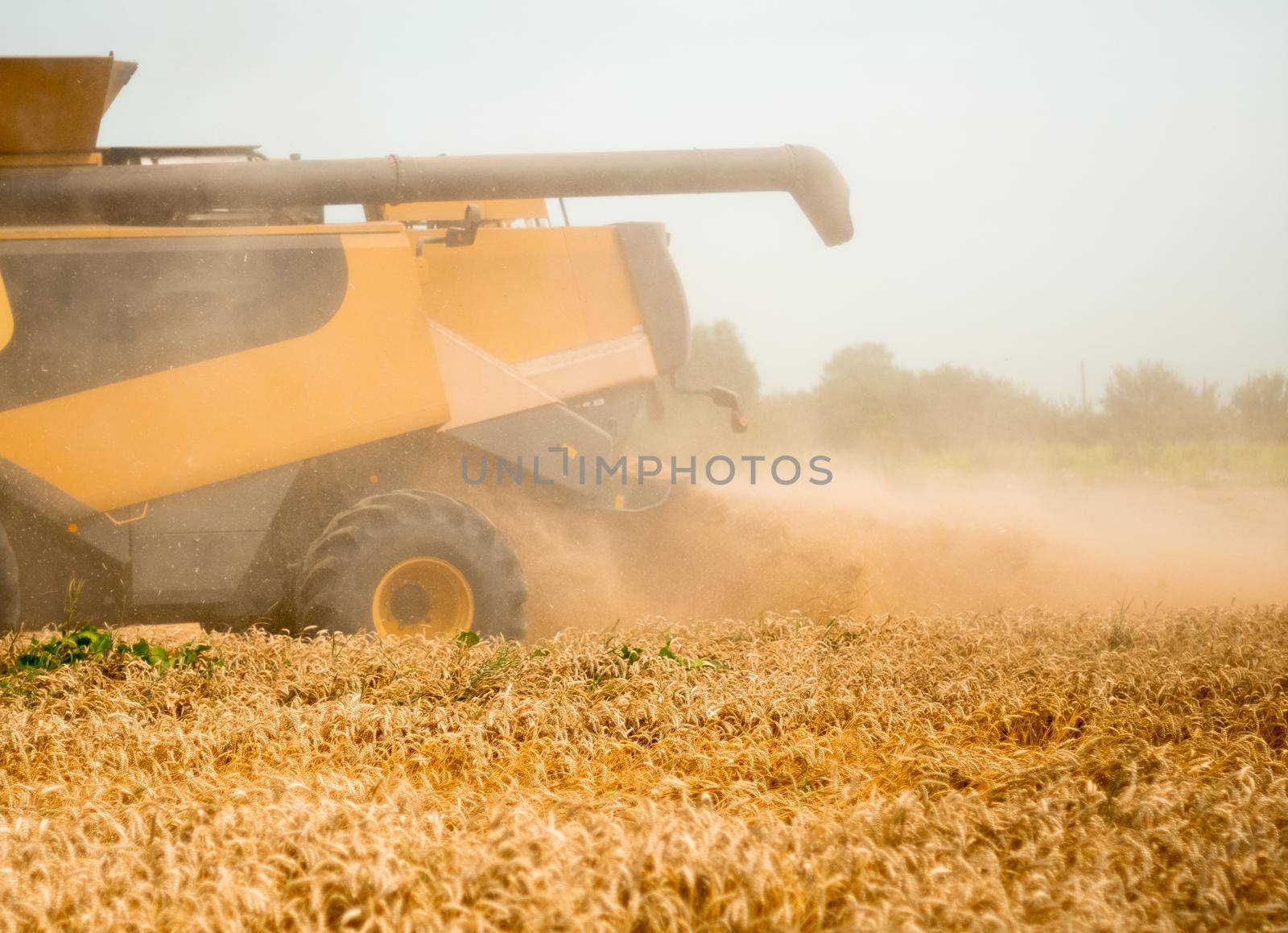 Wide chaff spreading by combine harvester with rotor separation. Wheat harvesting on field in summer season. Process of gathering crop by agricultural machinery: cuts and threshes ripe wheat grain