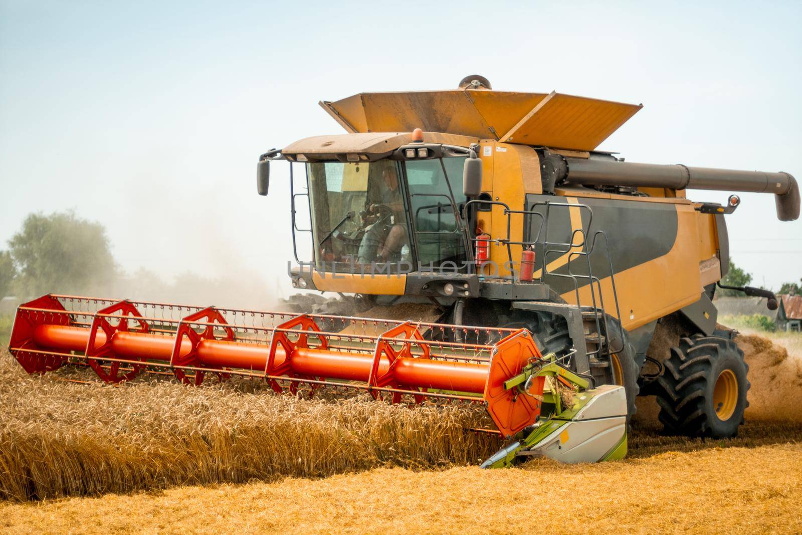 Man in combine harvesters with grain header, wide chaff spreader reaping cereal ears. Rotary straw walker cut and threshes ripe wheat grain. Gathering crop by agricultural machinery on field in summer