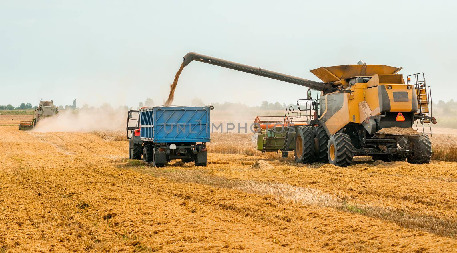 Combine harvesters cuts and threshes ripe wheat grain. Unloading grains into truck by unloading auger. Wheat harvesting on field in summer season. Process of gathering crop by agricultural machinery