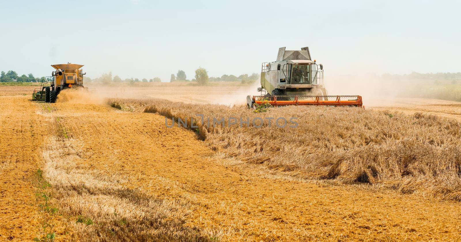 Two modern combine harvesters with grain header, wide chaff spreader cut and threshes ripe wheat grain . Wheat harvesting on field in summer season. Process of gathering crop by agricultural machinery
