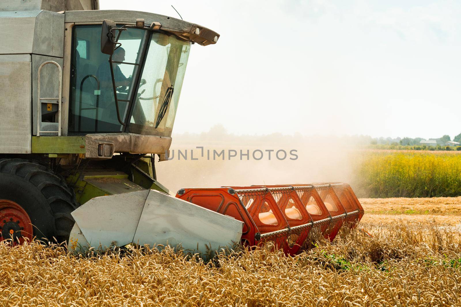 Man in combine harvesters with grain header, wide chaff spreader reaping cereal ears. Rotary straw walker cut and threshes ripe wheat grain. Gathering crop by agricultural machinery on field in summer