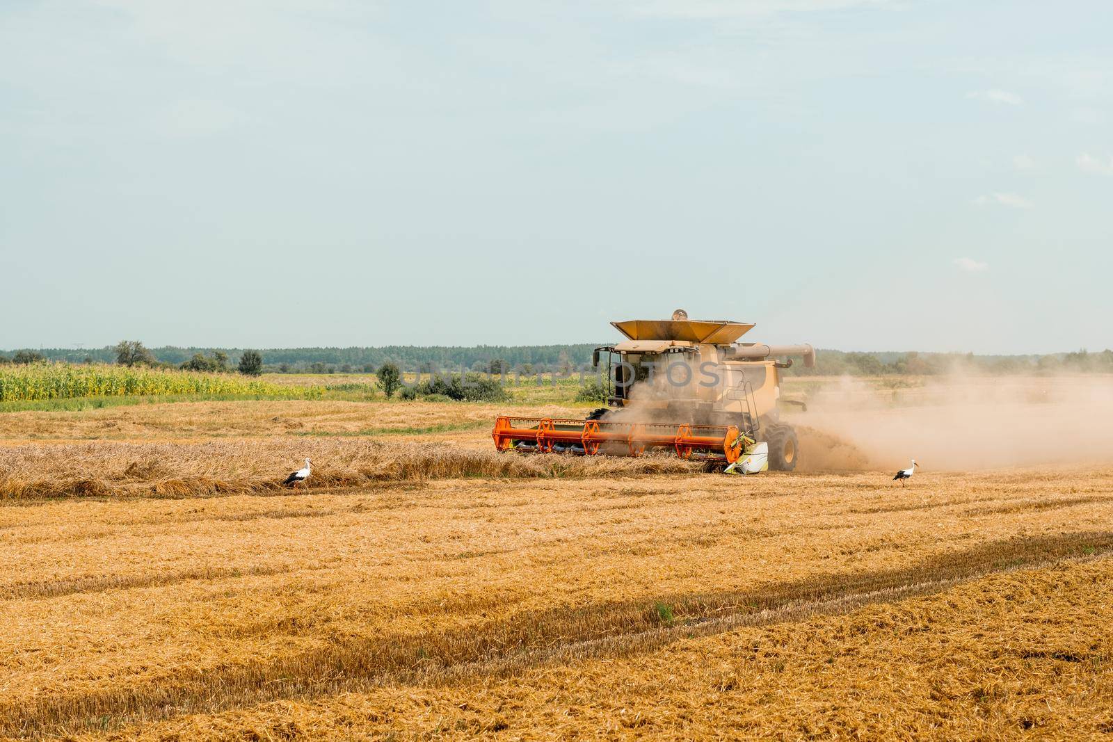Combine harvesters with grain header, wide chaff spreader reaping cereal ears. Rotary straw walker cut and threshes ripe wheat grain. Gathering crop by agricultural machinery on field on summer season