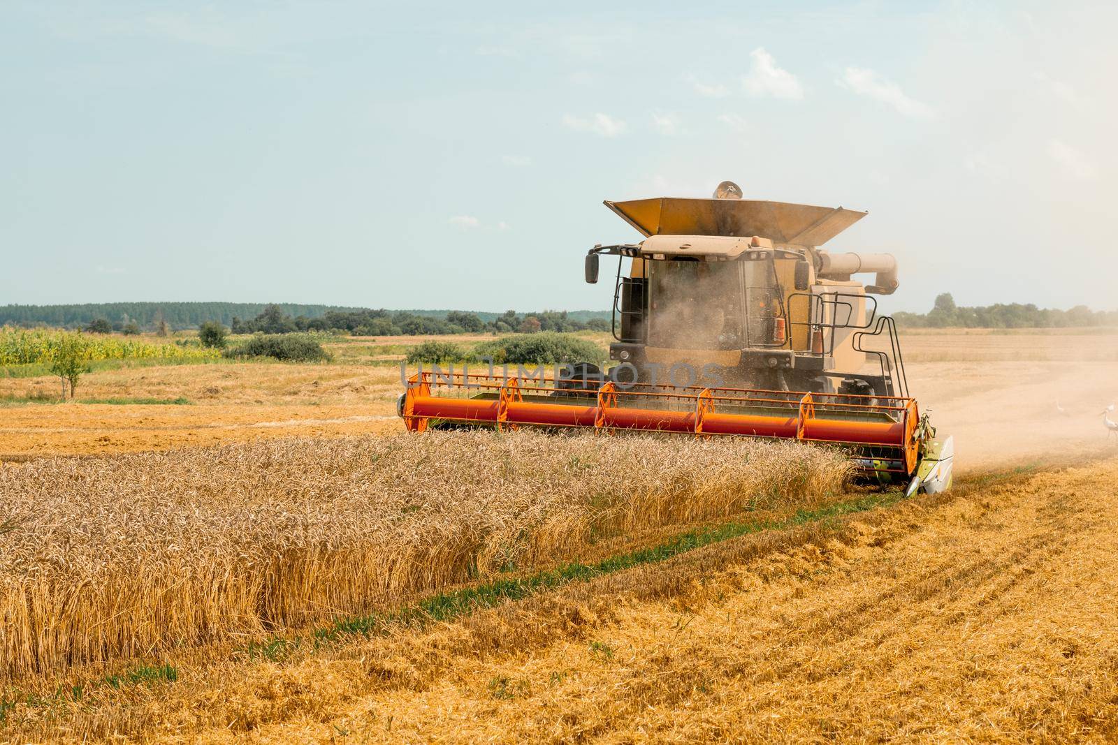 Combine harvesters with grain header, wide chaff spreader reaping cereal ears. Rotary straw walker cut and threshes ripe wheat grain. Gathering crop by agricultural machinery on field on summer season