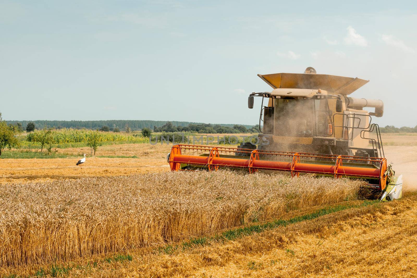 Combine harvesters with grain header, wide chaff spreader reaping cereal ears. Rotary straw walker cut and threshes ripe wheat grain. Gathering crop by agricultural machinery on field on summer season