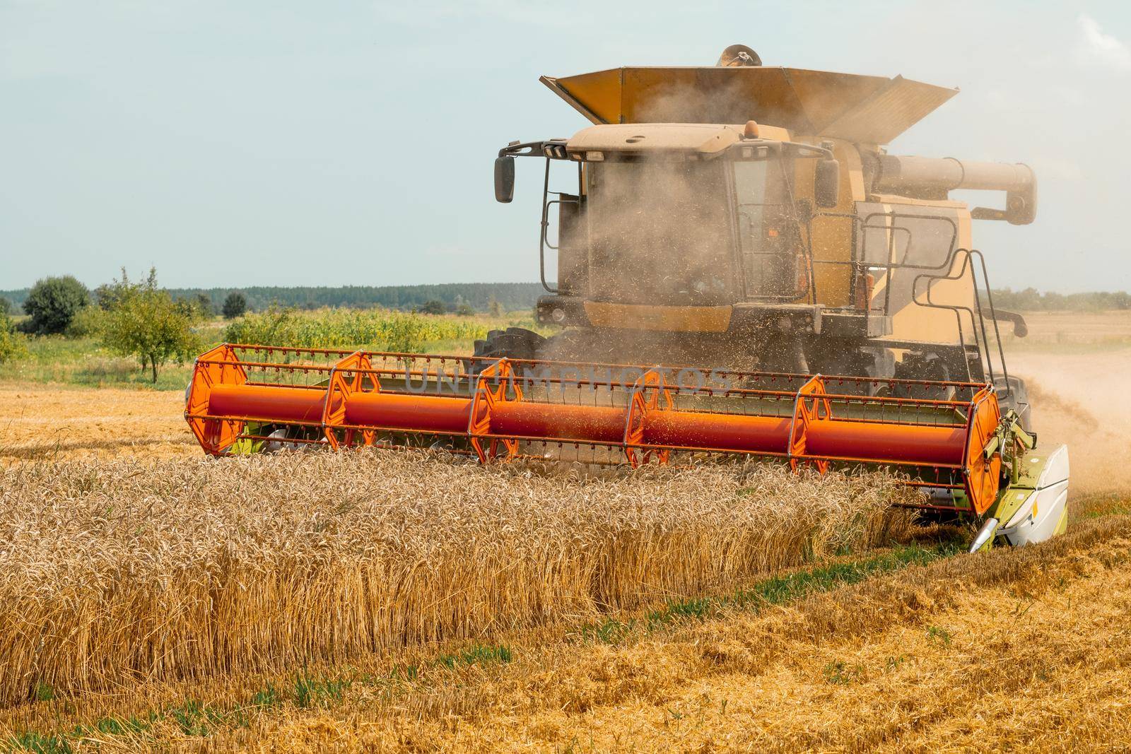 Combine harvesters with grain header, wide chaff spreader reaping cereal ears. Rotary straw walker cut and threshes ripe wheat grain. Gathering crop by agricultural machinery on field on summer season