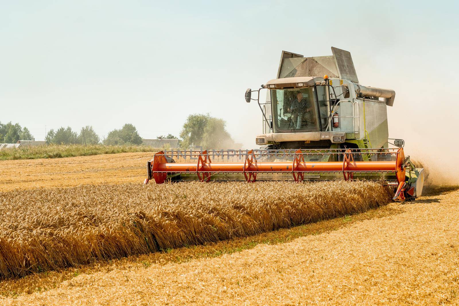 Man in combine harvesters with grain header, wide chaff spreader reaping cereal ears. Rotary straw walker cut and threshes ripe wheat grain. Gathering crop by agricultural machinery on field in summer