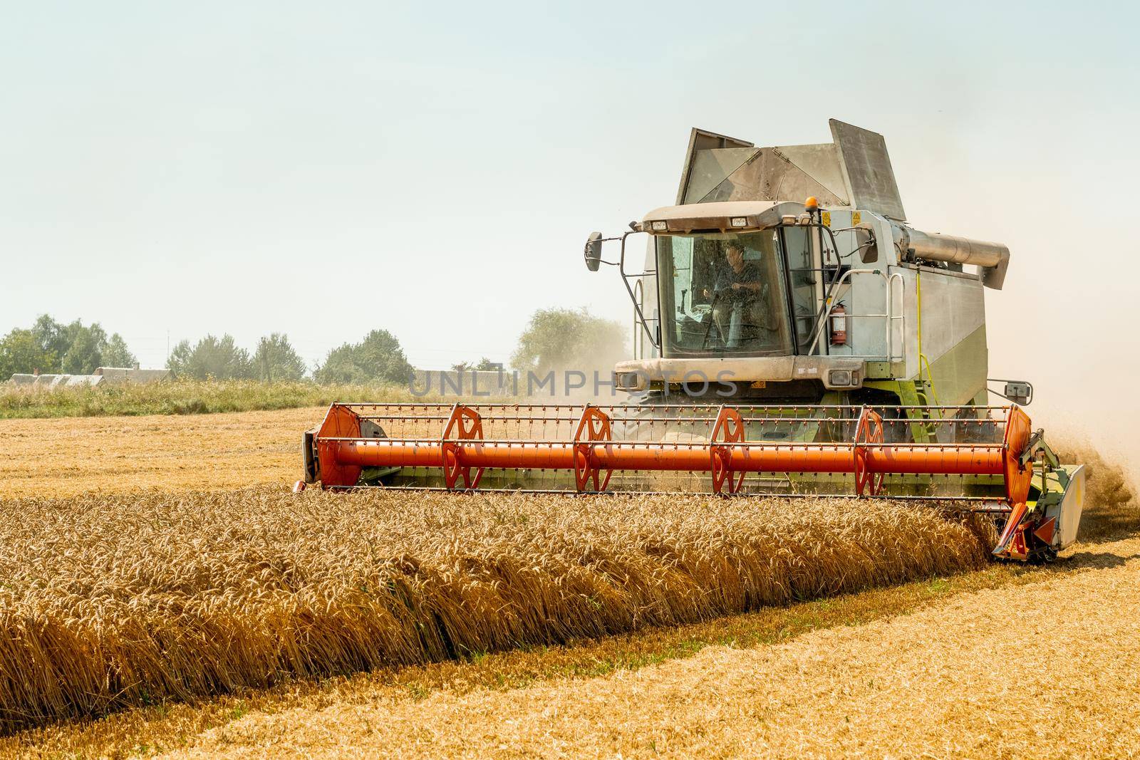Man in combine harvesters with grain header, wide chaff spreader reaping cereal ears. Rotary straw walker cut and threshes ripe wheat grain. Gathering crop by agricultural machinery on field in summer