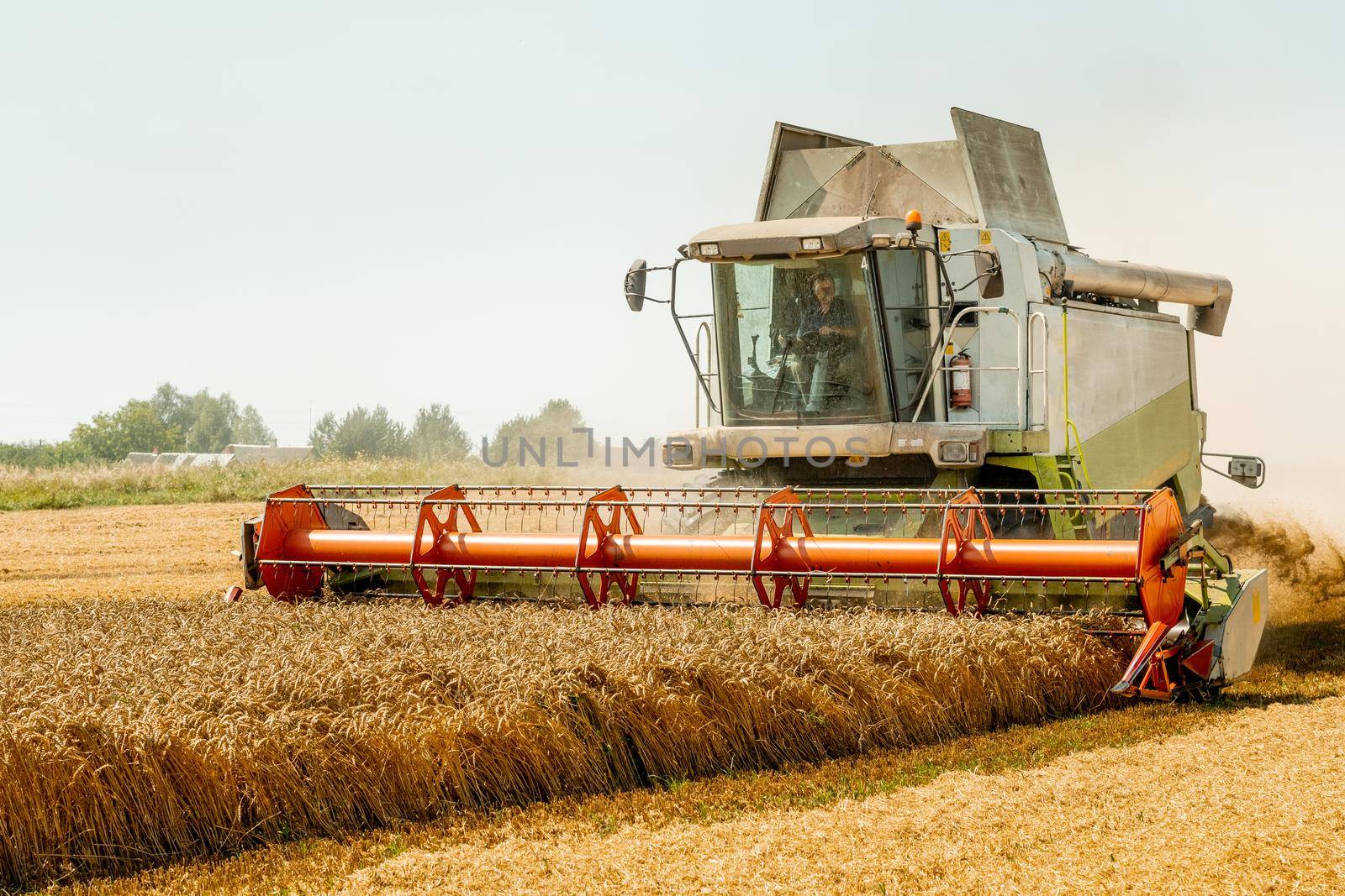 Man in combine harvesters with grain header, wide chaff spreader reaping cereal ears. Rotary straw walker cut and threshes ripe wheat grain. Gathering crop by agricultural machinery on field in summer