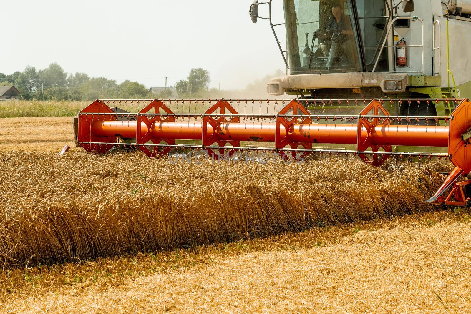 Man in combine harvesters with grain header, wide chaff spreader reaping cereal ears. Rotary straw walker cut and threshes ripe wheat grain. Gathering crop by agricultural machinery on field in summer