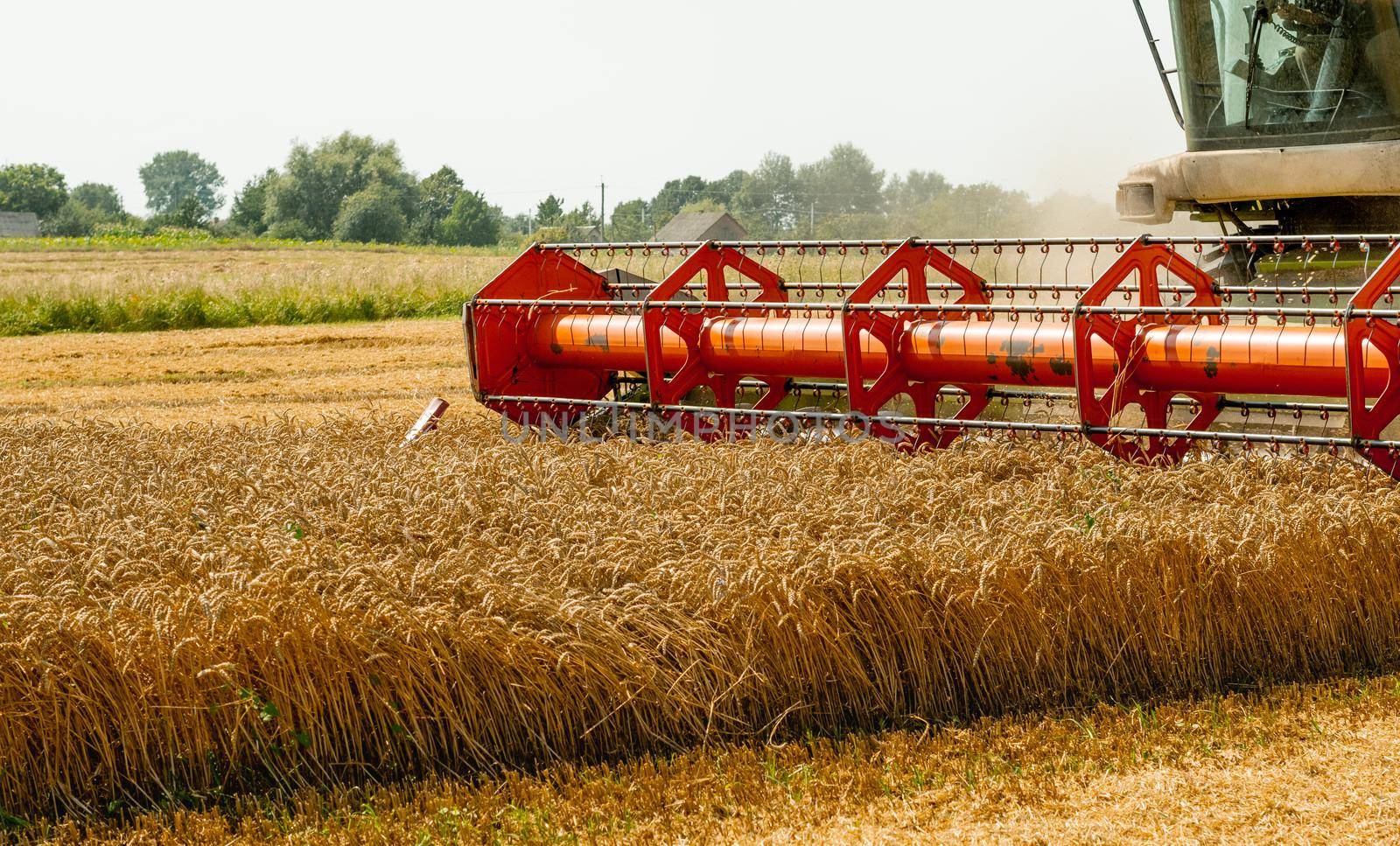 Platform grain header with thresher reel, cutter bar reaping cereal ears. Rotary straw walker combine harvester cuts and threshes ripe wheat grain. Gathering crop by agricultural machinery on field