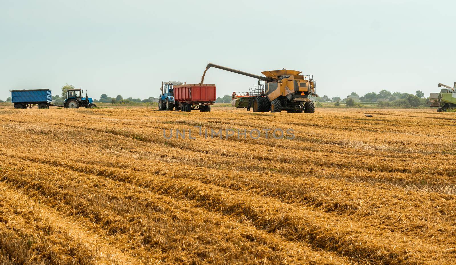 Combine harvesters cuts and threshes ripe wheat grain. Unloading grains into truck by unloading auger. Wheat harvesting on field in summer season. Process of gathering crop by agricultural machinery