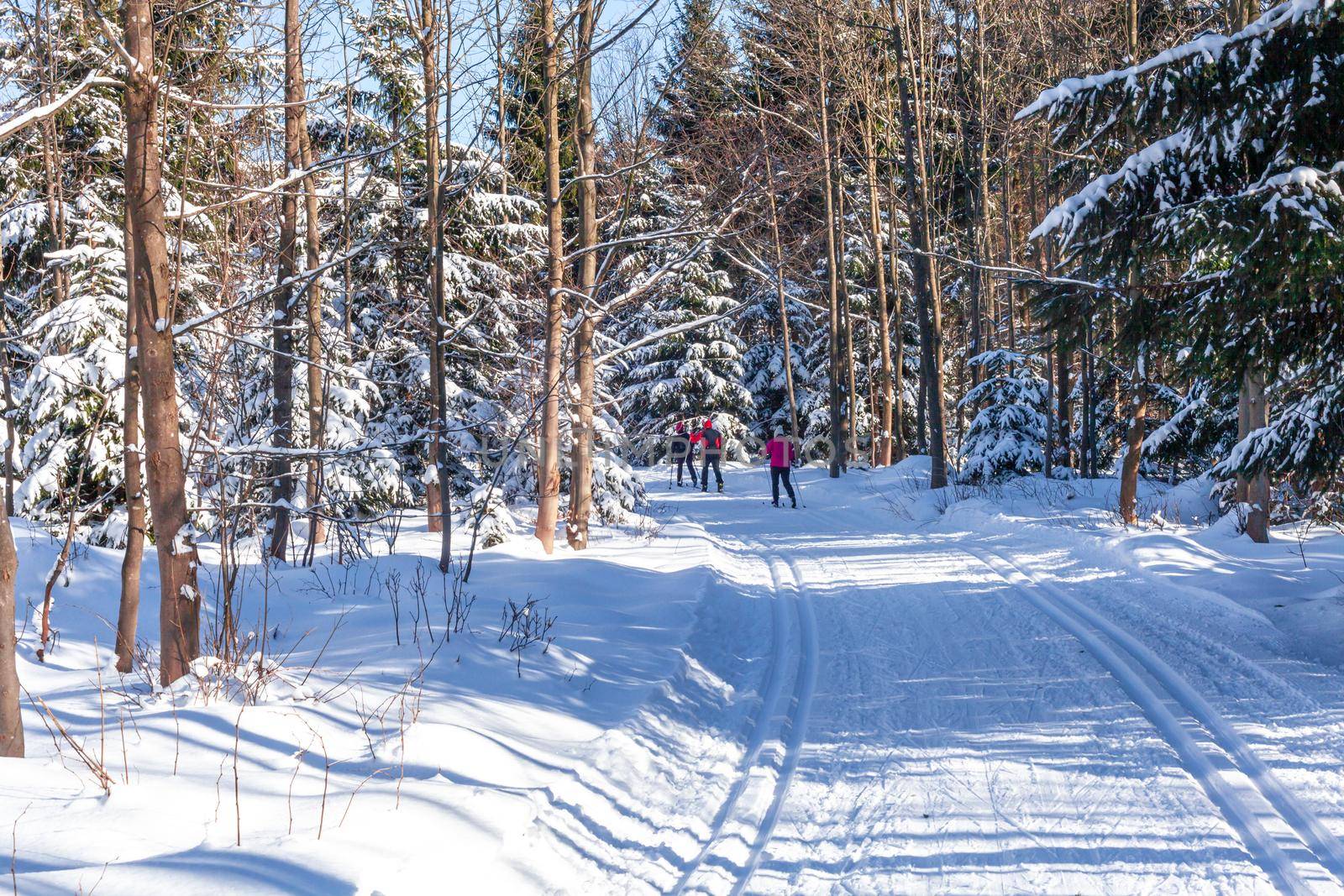 cross-country skiing in the woods in the snow in winter.