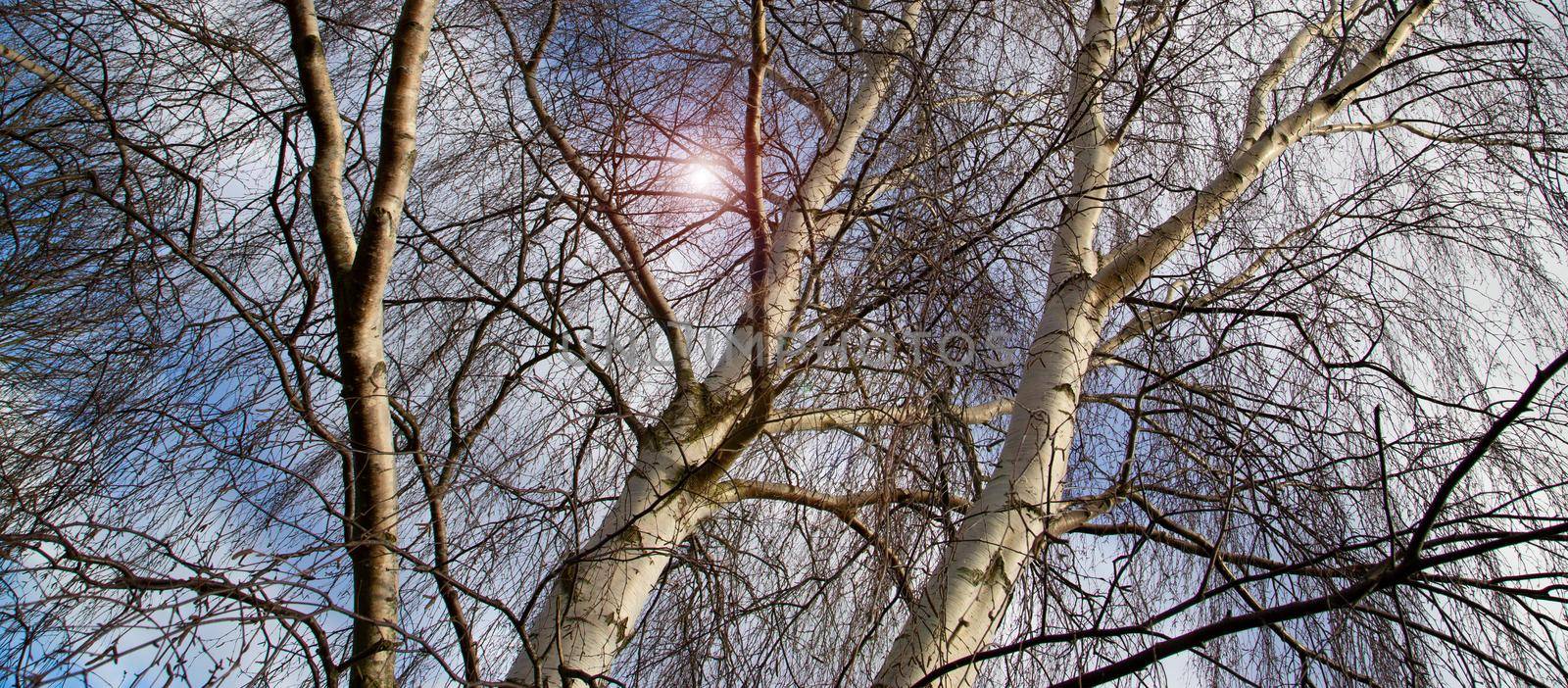 Spring Sun Shining Through Canopy Of Tall birch Trees. Birch branches on Sunny Day. Spring is coming