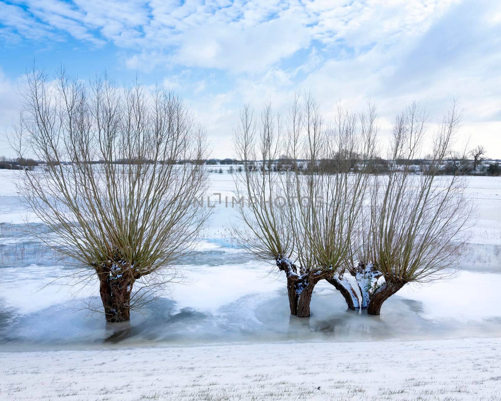 willow trees in ice of floodplanes in dutch winter near amerongen on utrechtse heuvelrug and river rhine in the netherlands