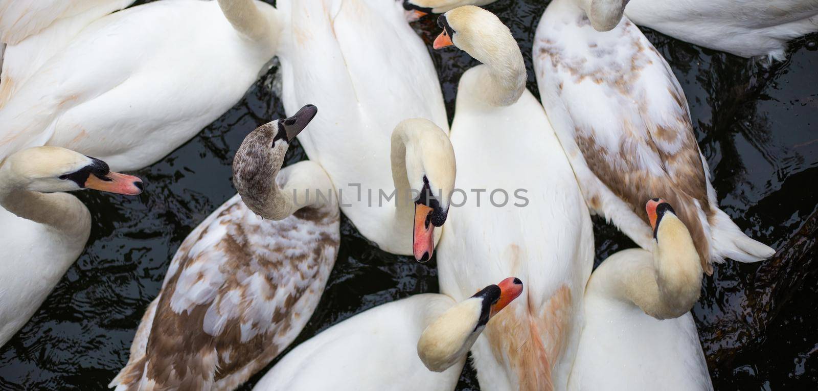 White swans in spring water. by NelliPolk
