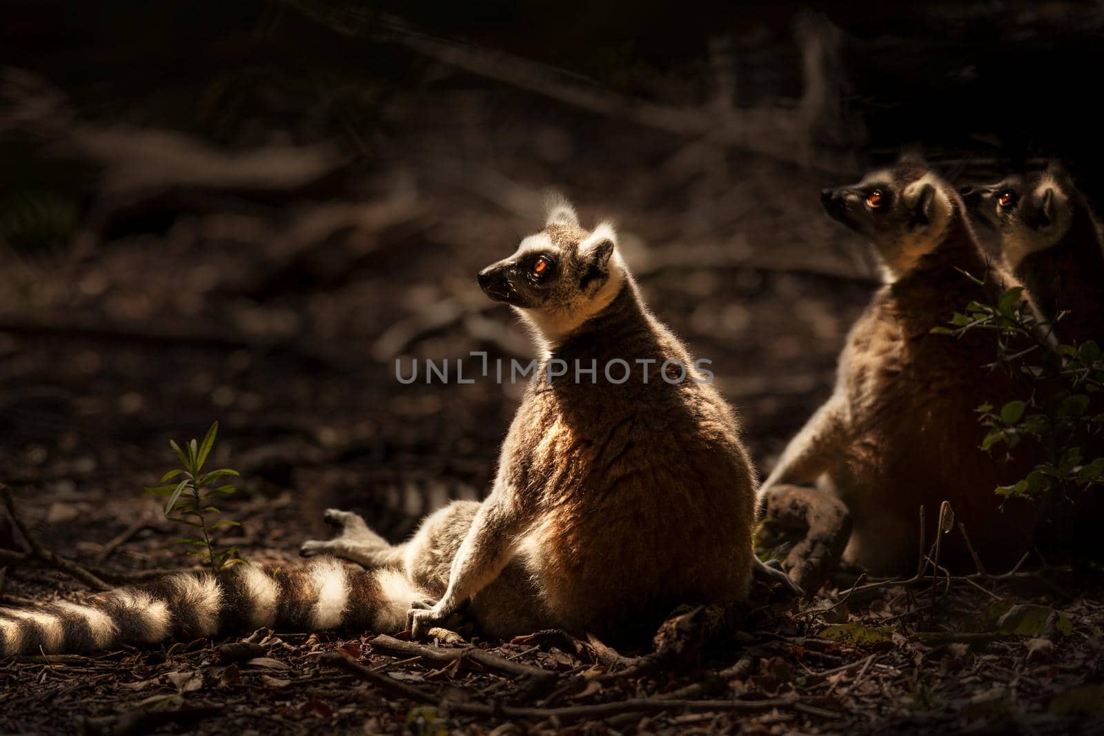 Cute Wild Lemurs Family by Anna_Omelchenko