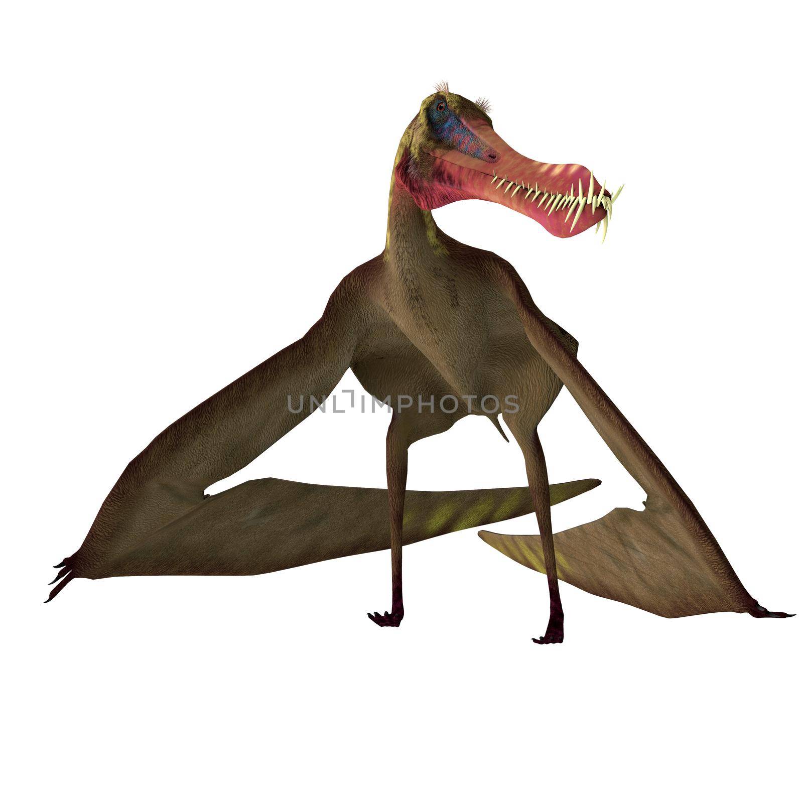 The flying predatory Pterosaur Anhanguera lived in North Africa during the Cretaceous Period and hunted fish.