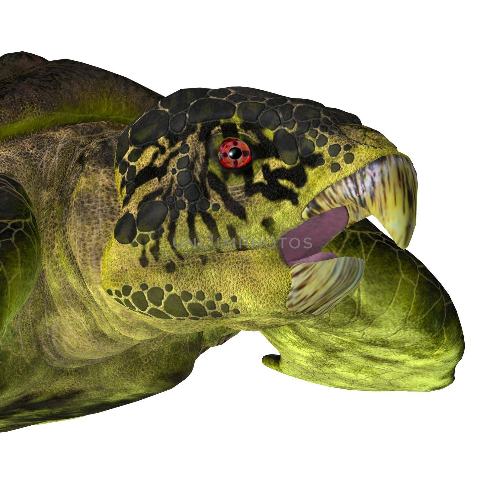 Archelon Turtle Head by Catmando