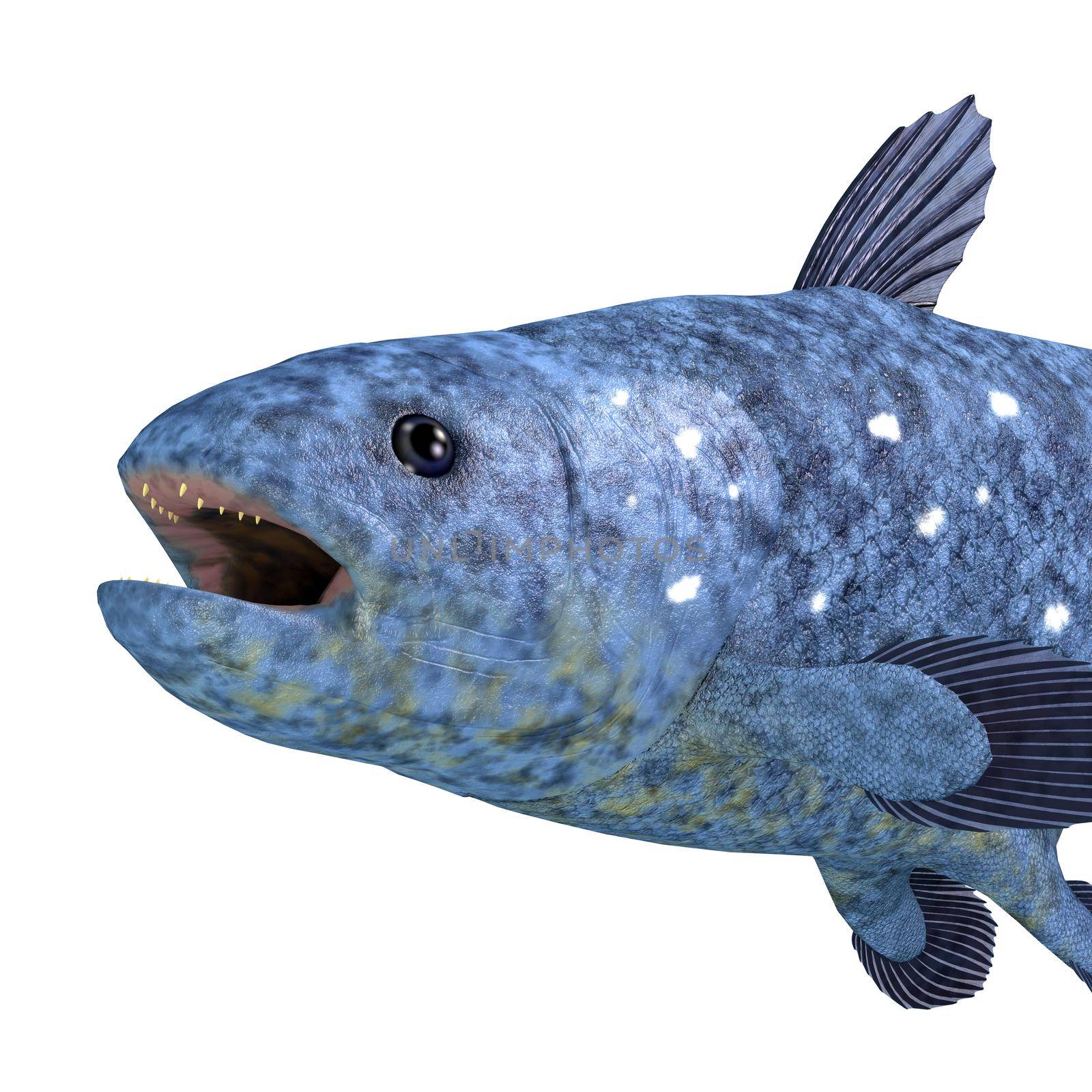 Coelacanth Latimeria Fish Head by Catmando
