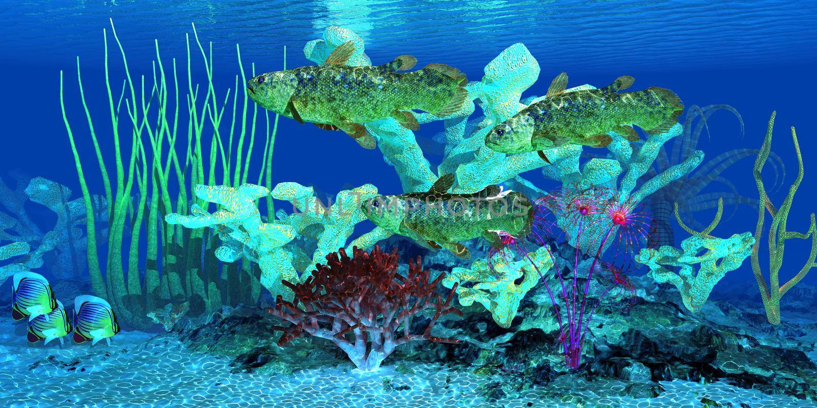 Indian Redfin Butterflyfish watch as a group of Coelacanth fish swim over a nearby reef full of Staghorn coral.