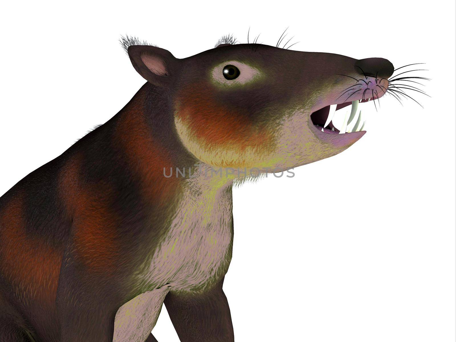 Cronopio is an extinct carnivorous mammal that lived in South America during the Cretaceous Period.